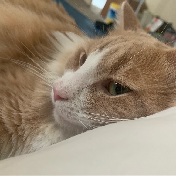 Meet your Posher, Xiaomeng - Picture 1 of 1